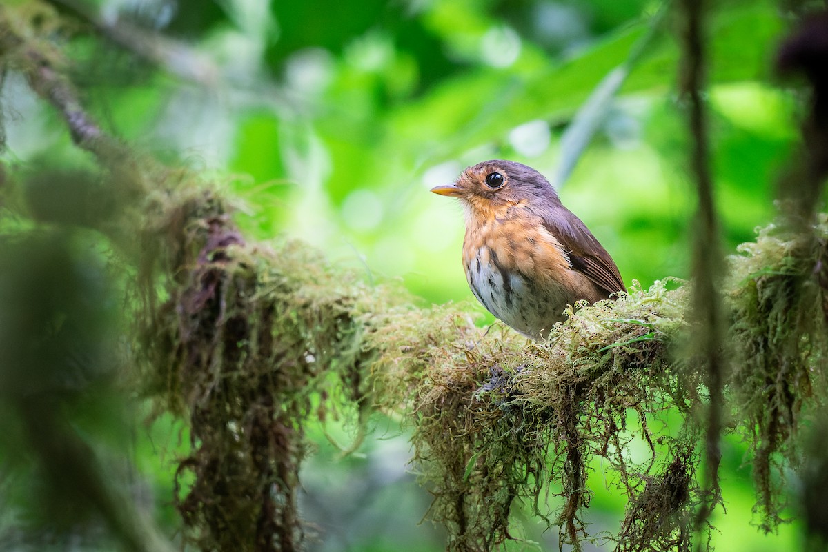 Ochre-breasted Antpitta - ML558687891