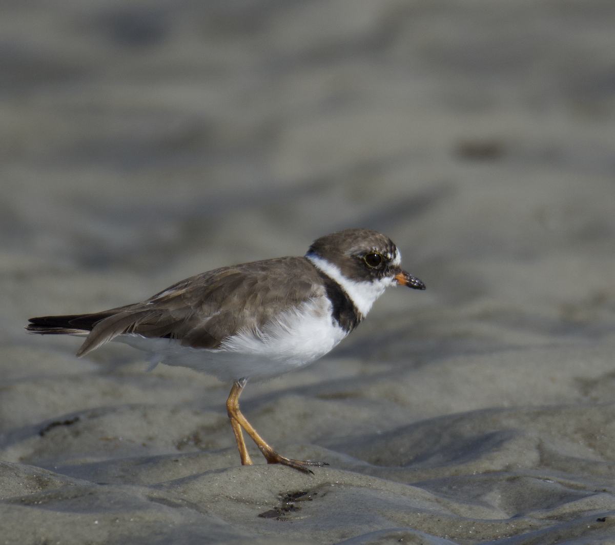 Semipalmated Plover - ML558690801