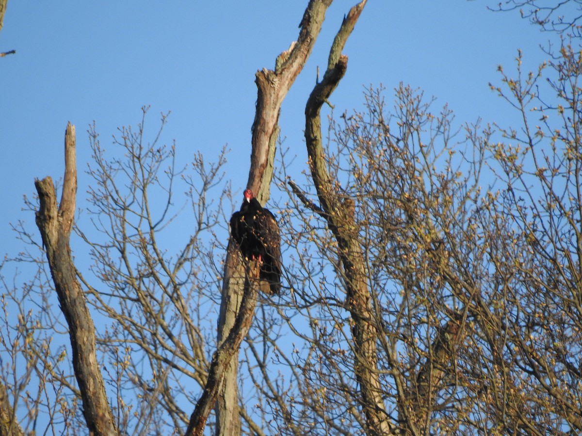 Turkey Vulture - ML558690871