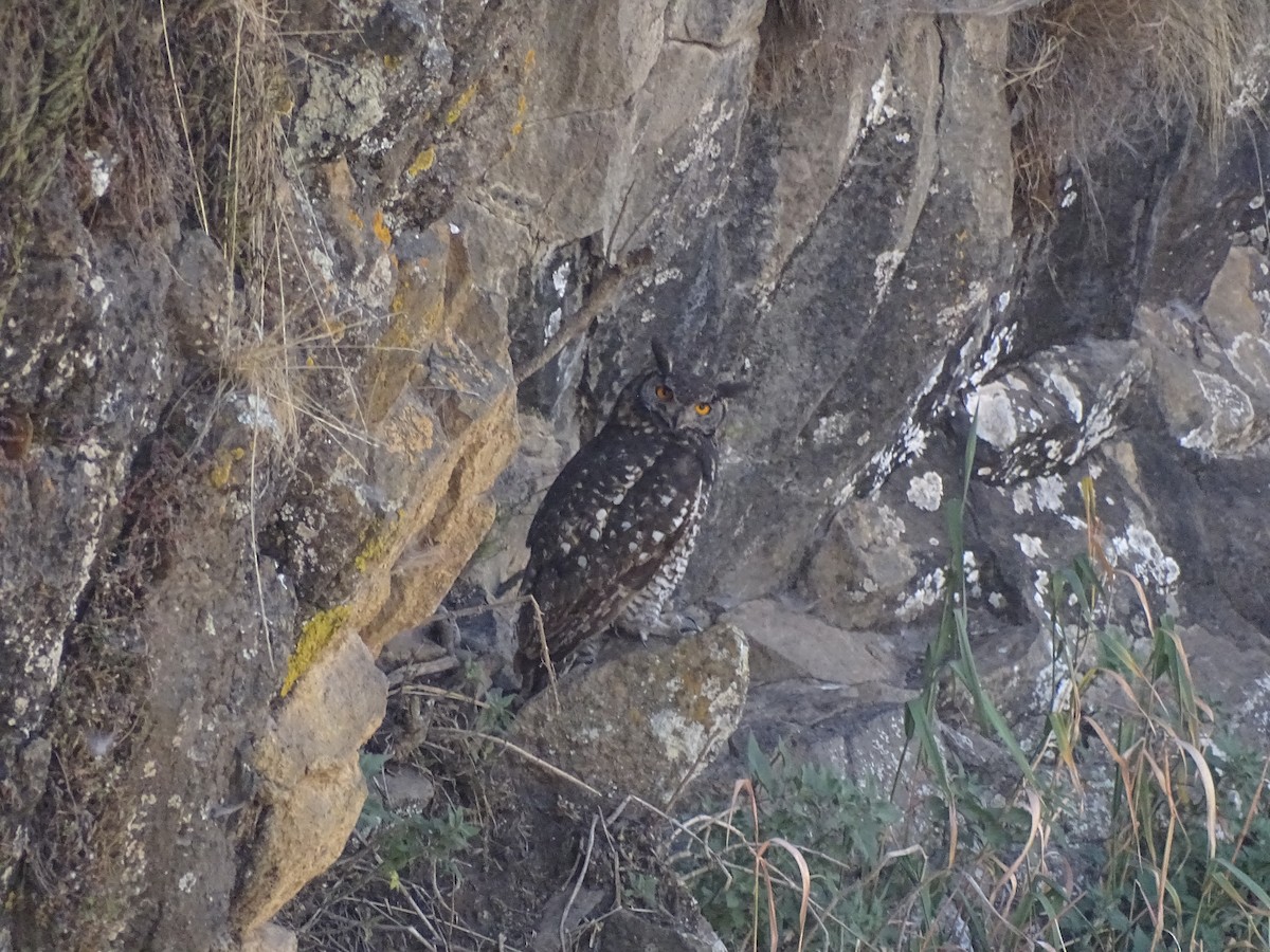 Cape Eagle-Owl - Michael Preston