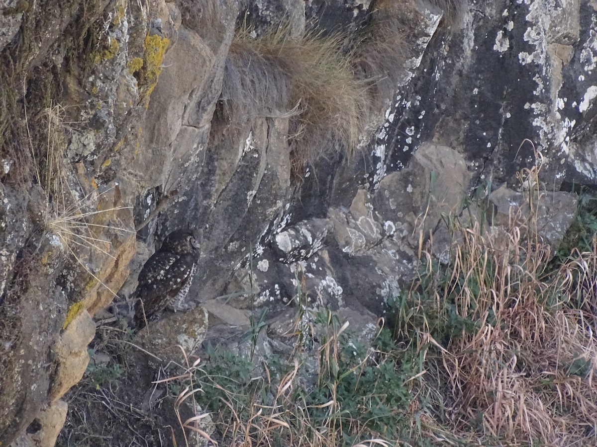 Cape Eagle-Owl - ML558691711