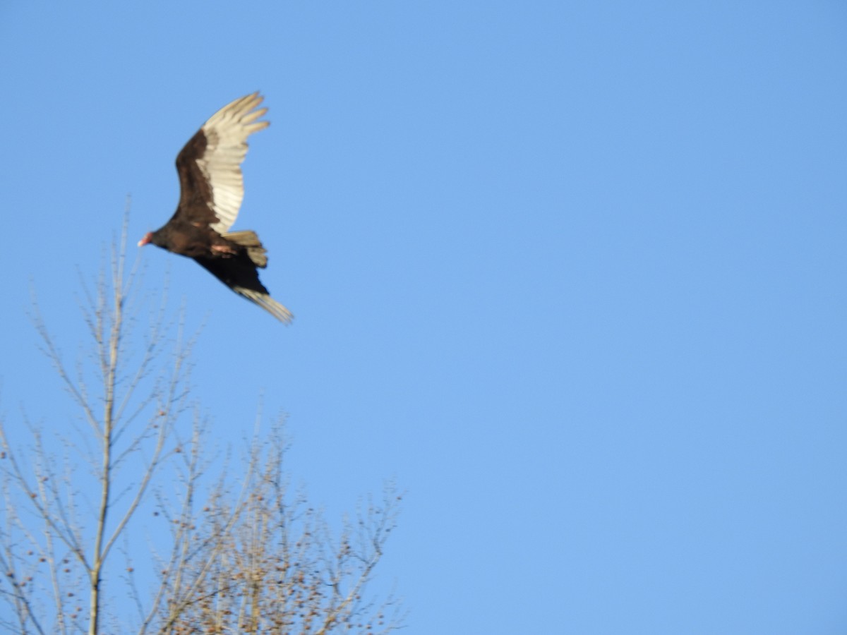 Turkey Vulture - ML558691861