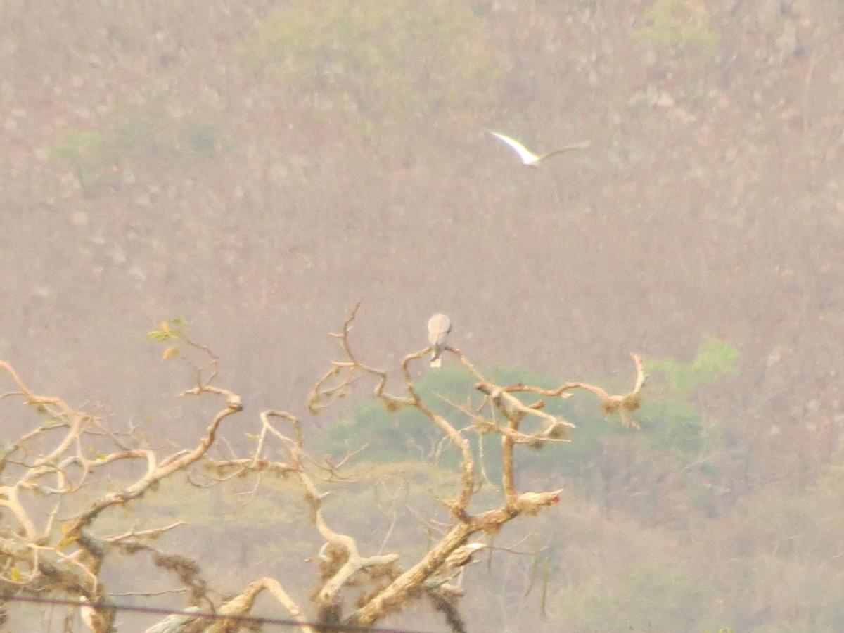 White-tailed Kite - ML55869241