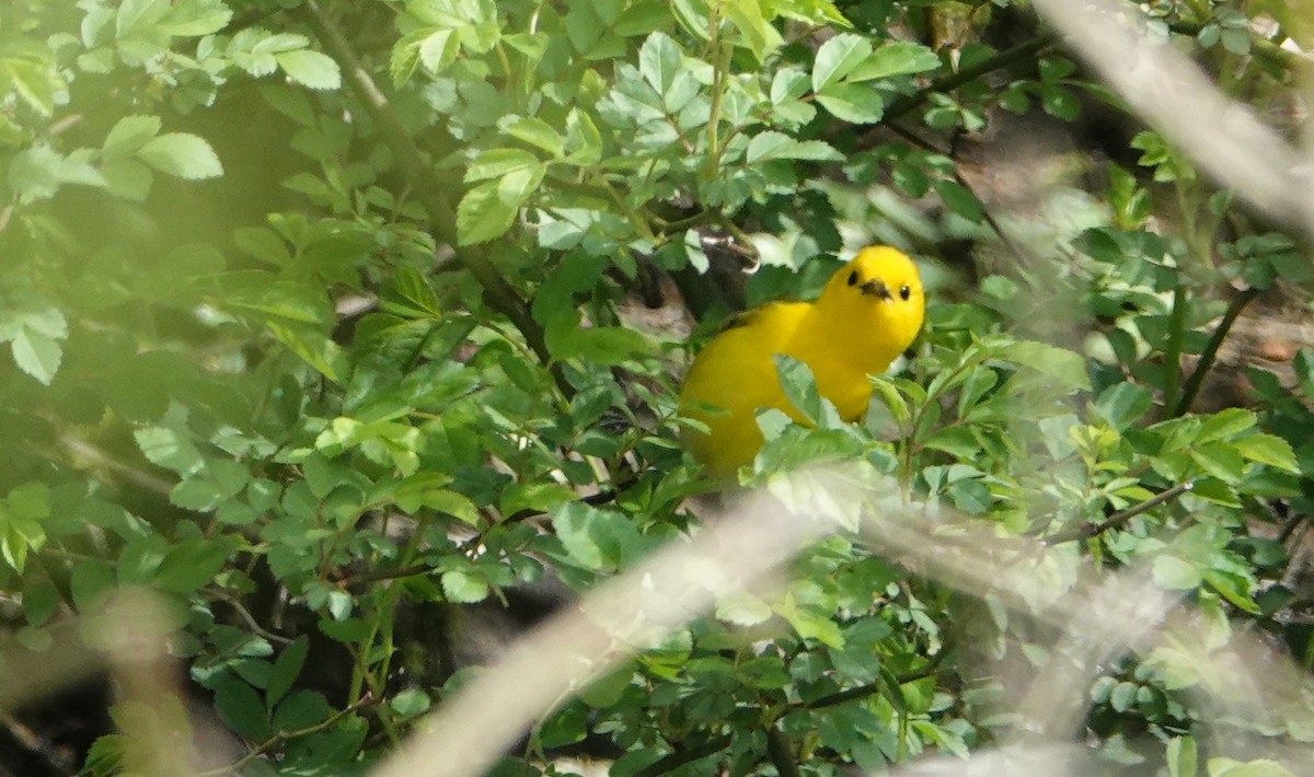 Prothonotary Warbler - ML558692951