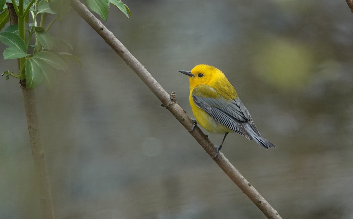 Prothonotary Warbler - ML558693091