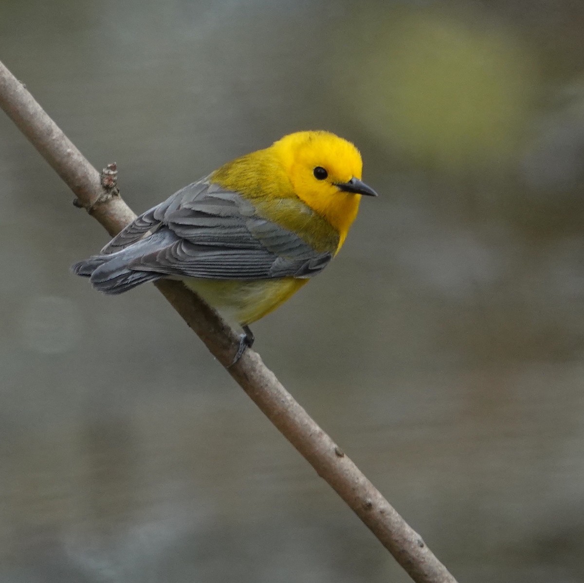 Prothonotary Warbler - ML558693281
