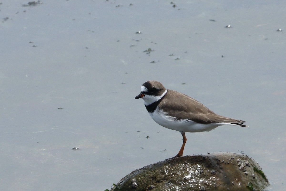 Semipalmated Plover - ML558693871