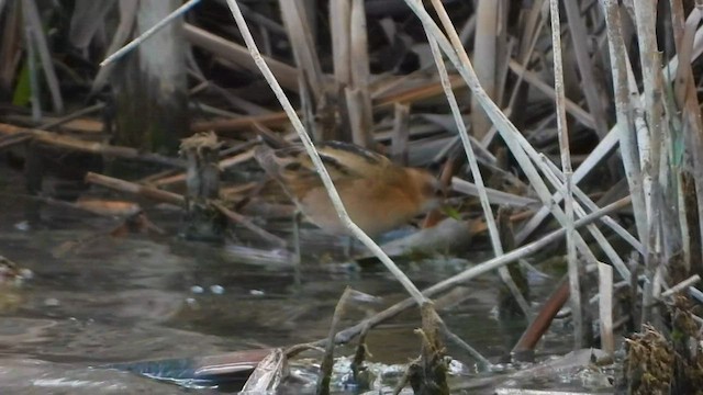 Little Crake - ML558693991