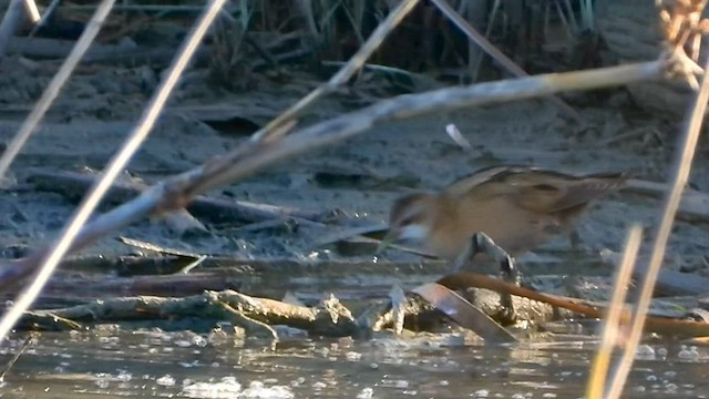 Little Crake - ML558694001