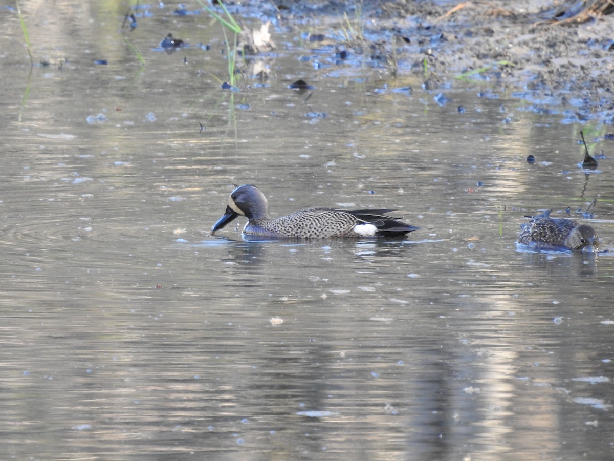 Blue-winged Teal - Joe Sudomir