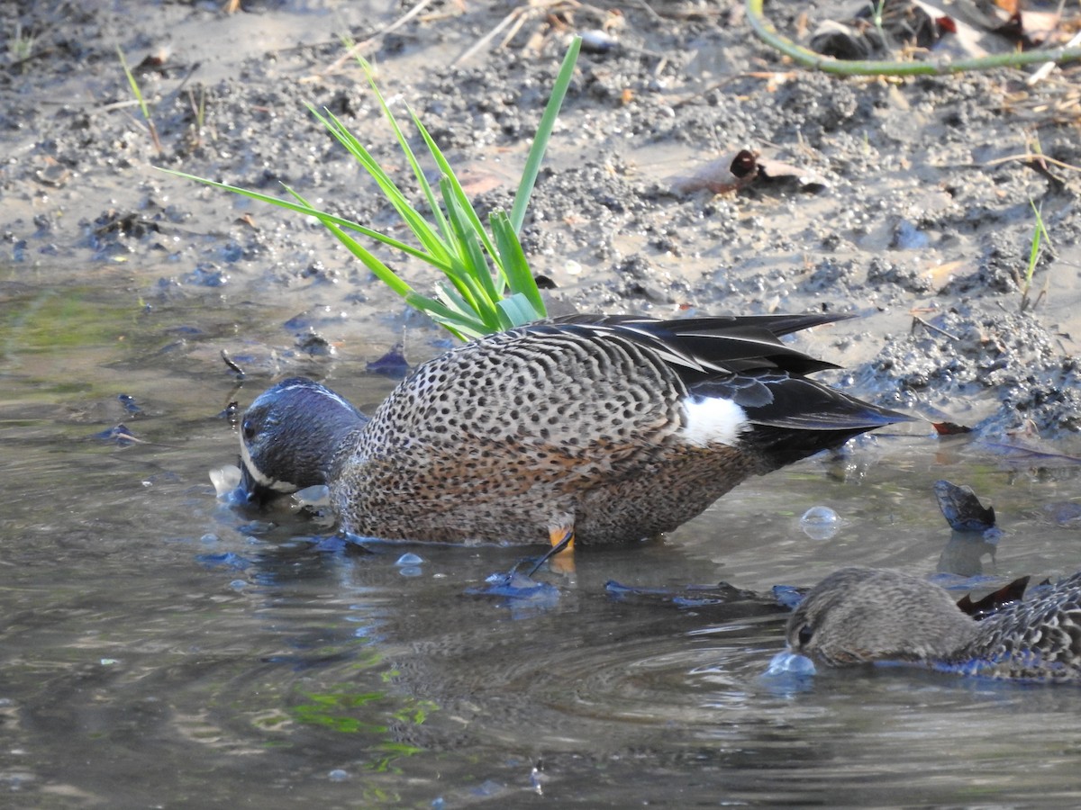 Blue-winged Teal - ML558694121
