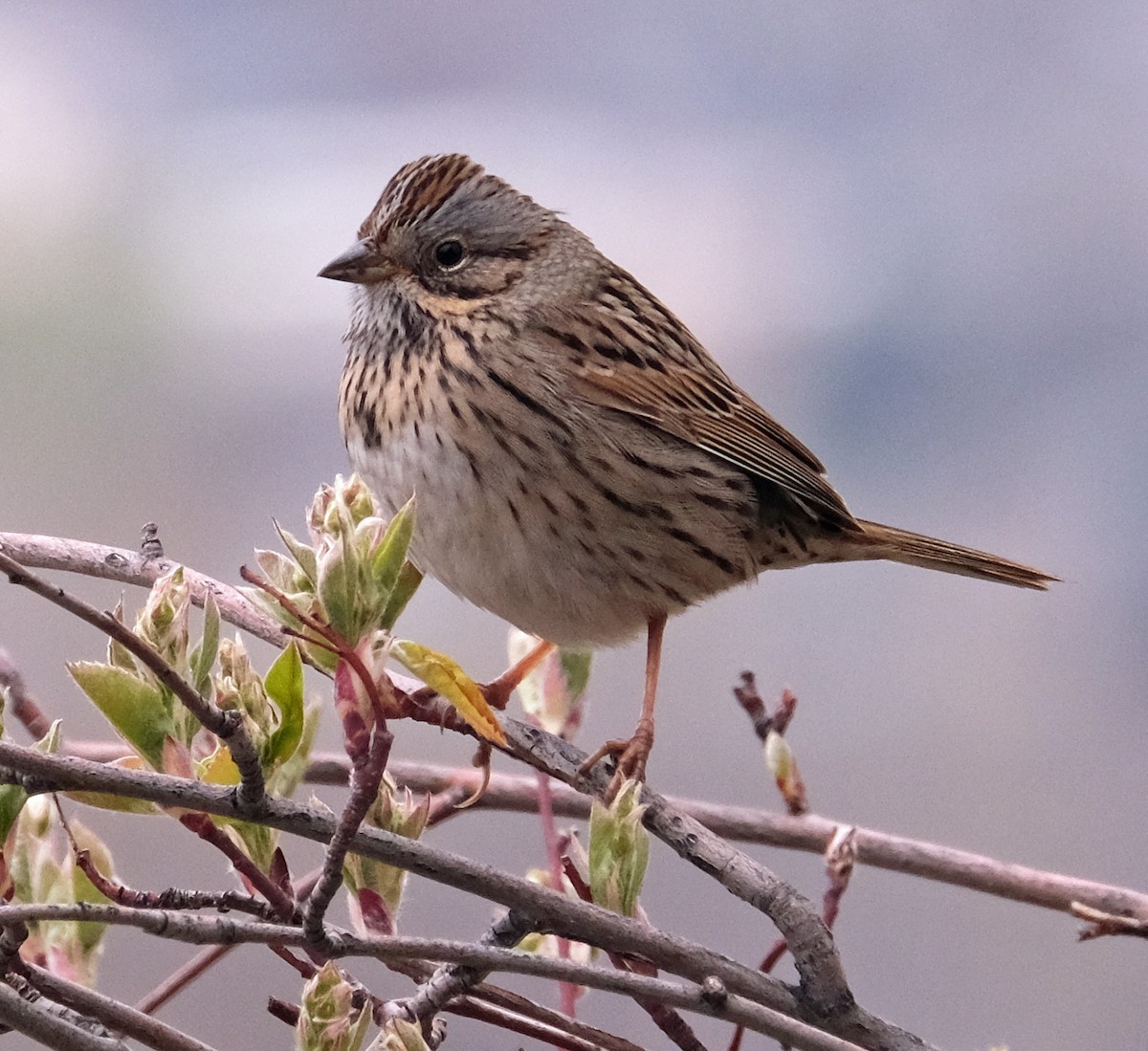 Lincoln's Sparrow - Marilyn Hedges