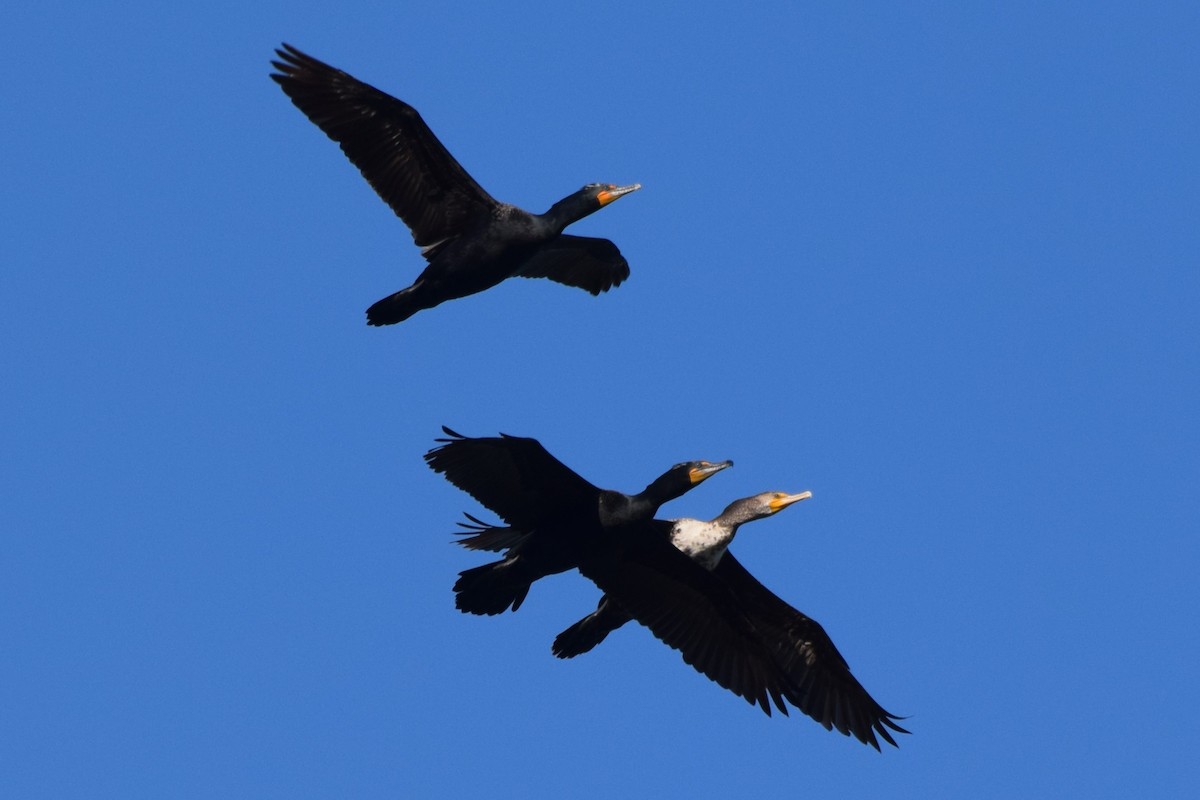 Double-crested Cormorant - ML558696041