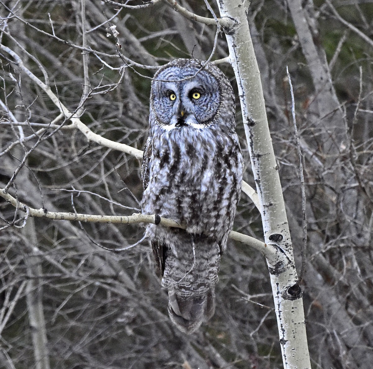 カラフトフクロウ - ML558696071