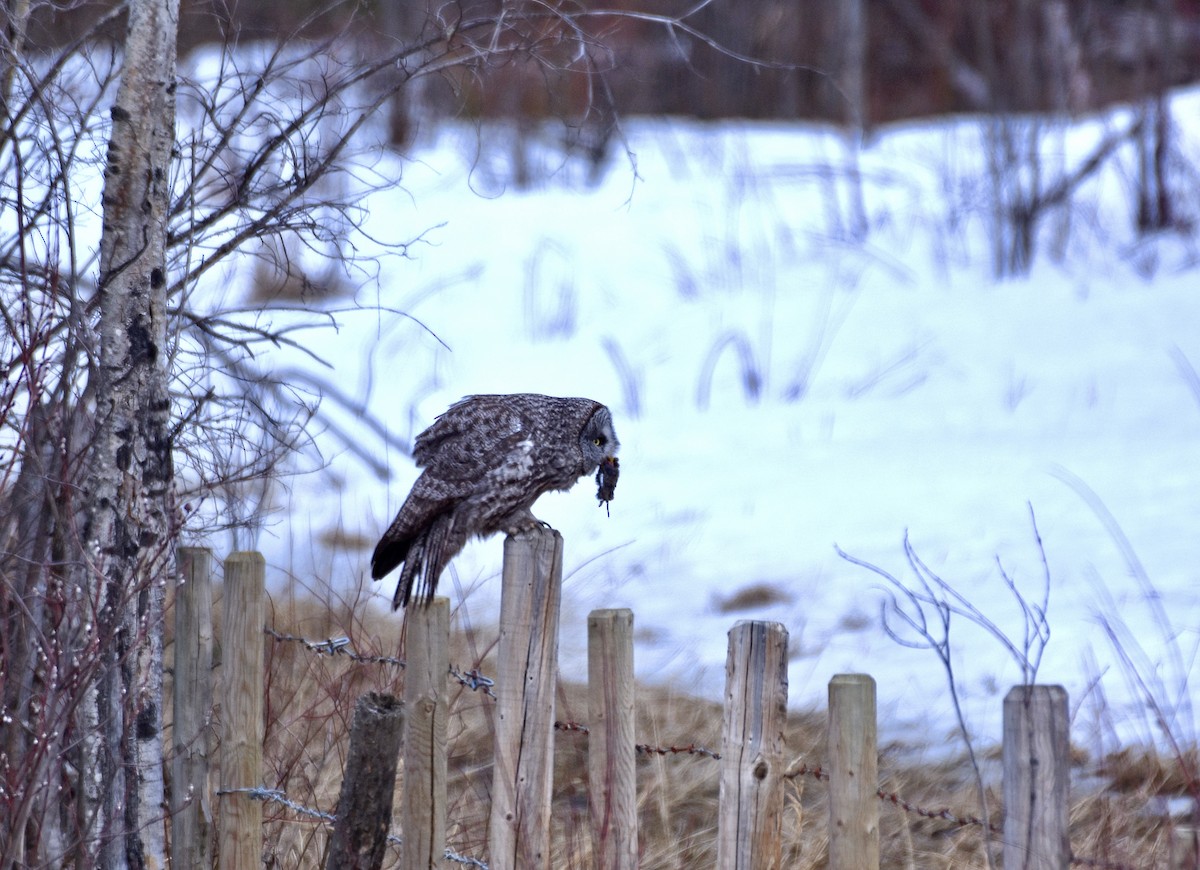 カラフトフクロウ - ML558696081