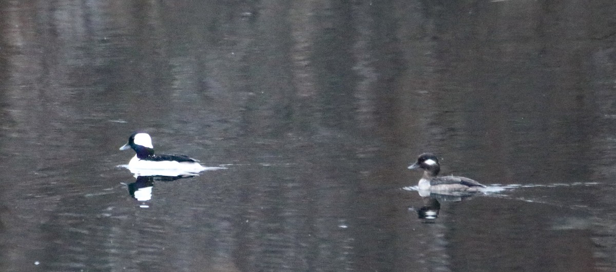 Bufflehead - Kelly Krechmer