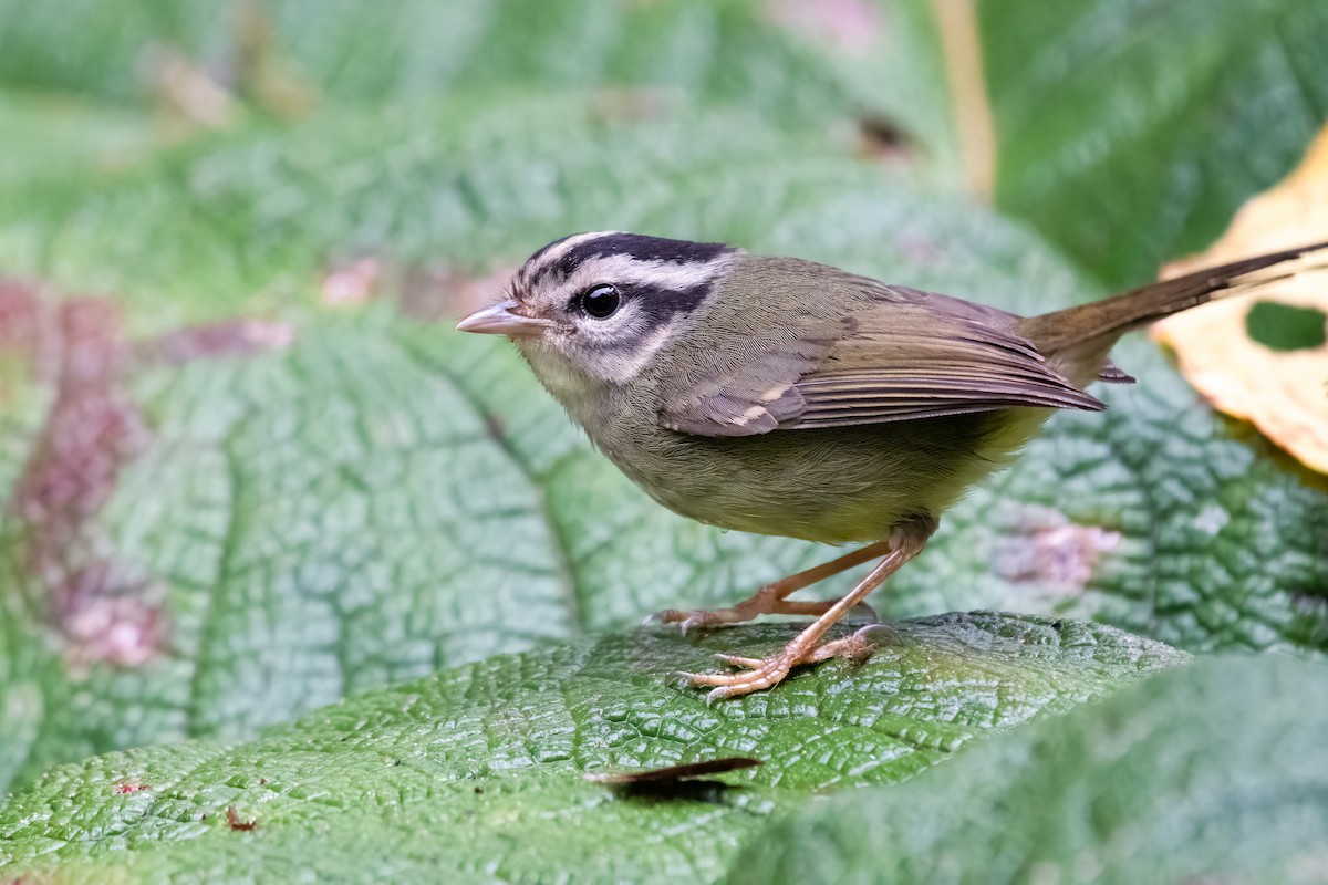 Costa Rican Warbler - Rajan Rao