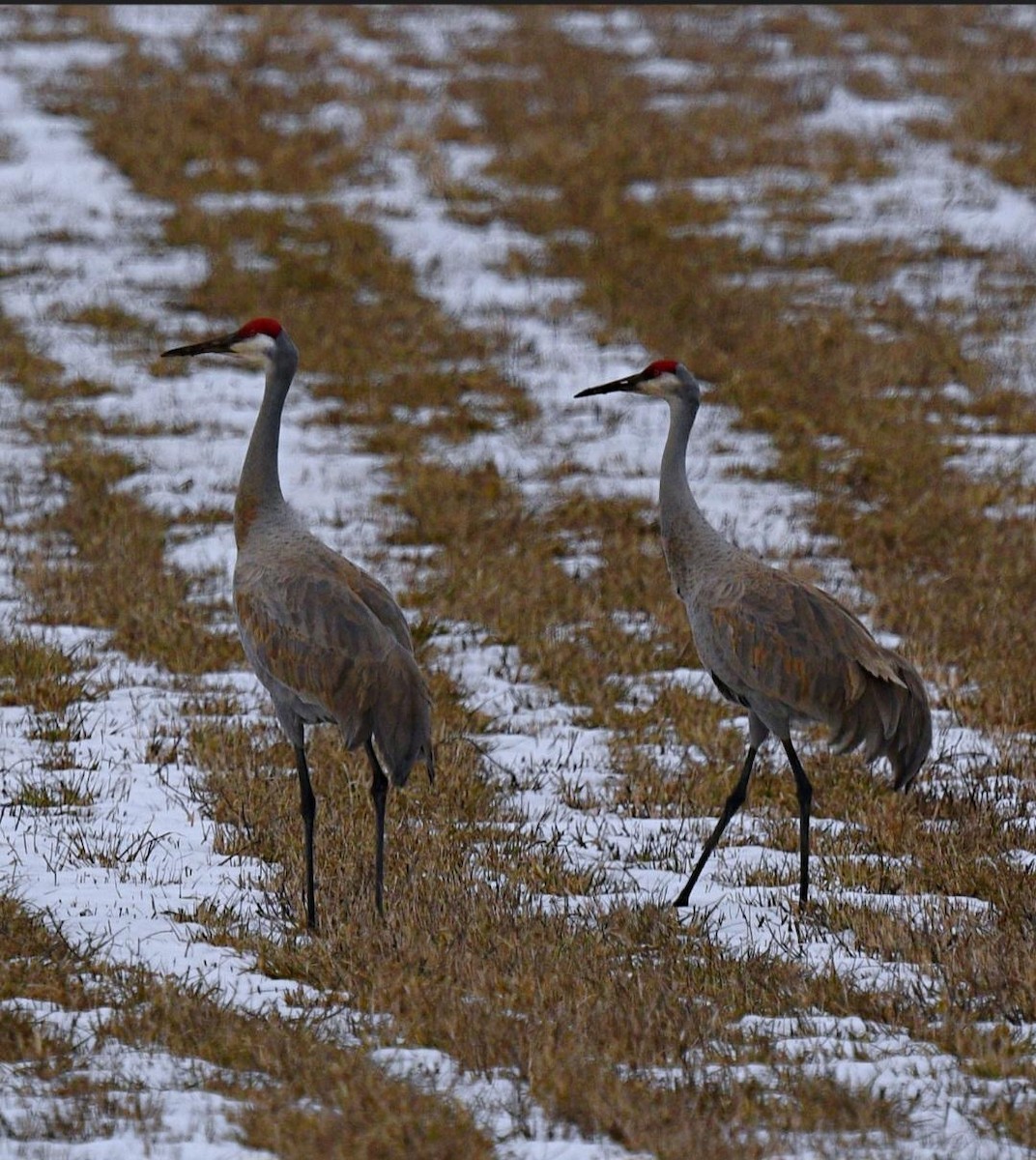 Sandhill Crane - ML558697561