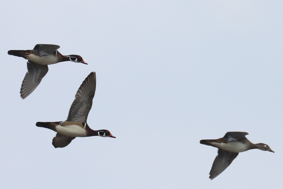 Wood Duck - ML558697751