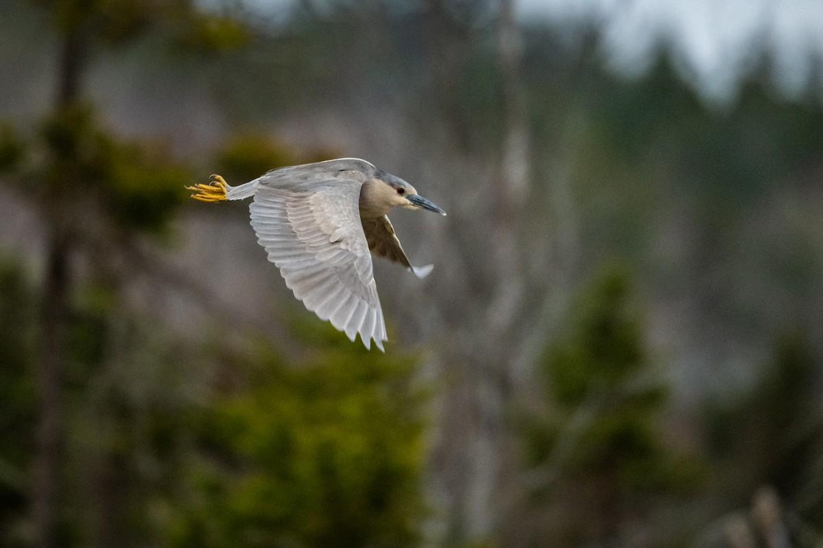 Black-crowned Night Heron - ML558699461