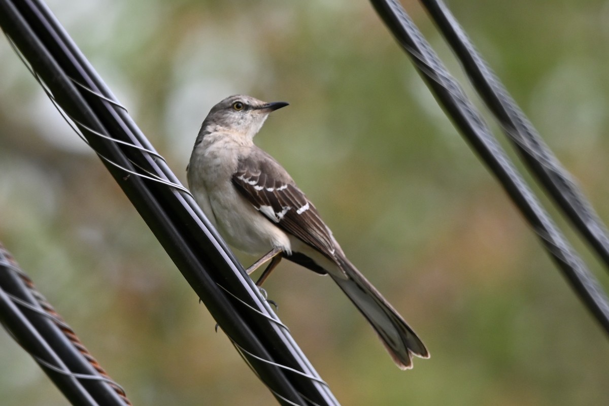 Northern Mockingbird - Ann Mackey