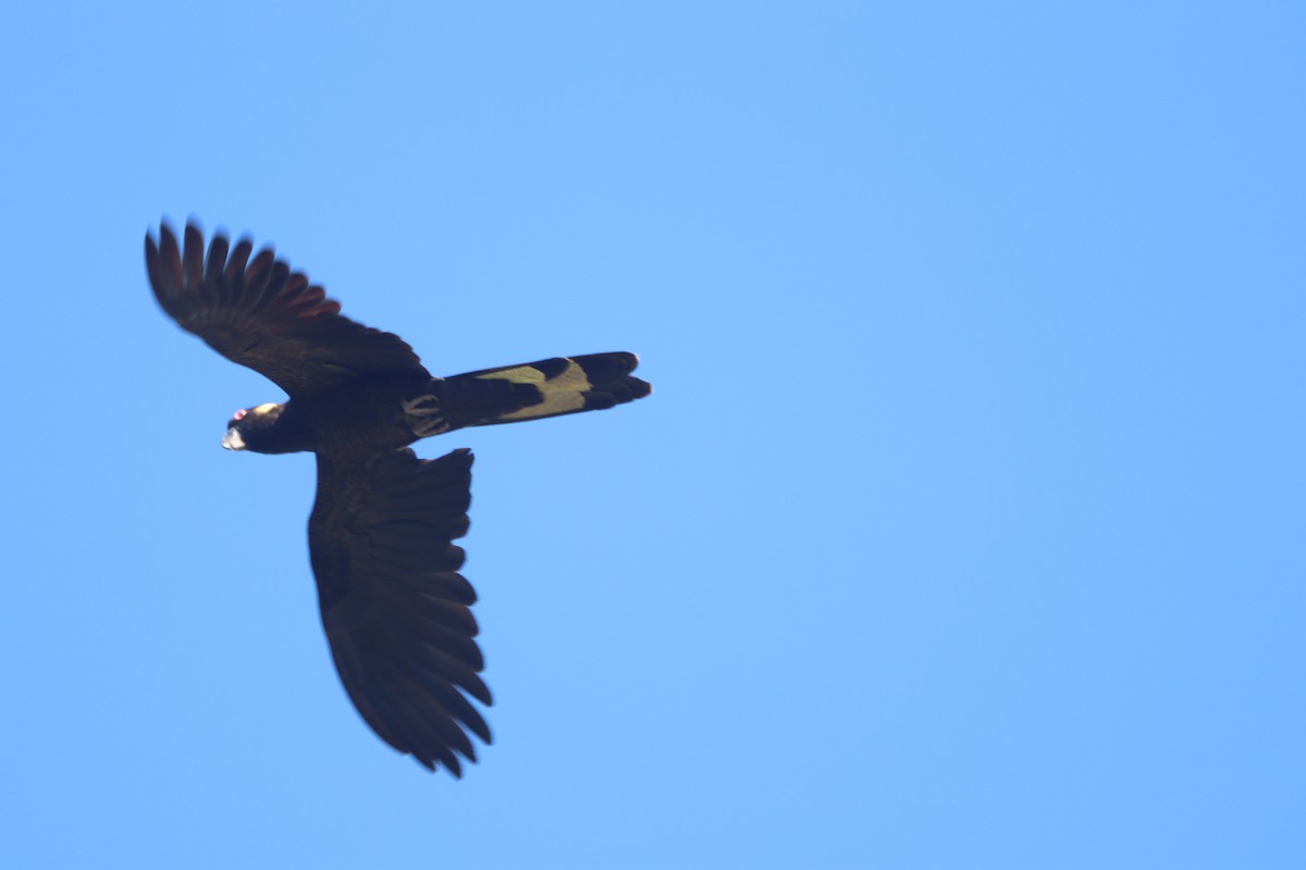 Yellow-tailed Black-Cockatoo - ML558701871