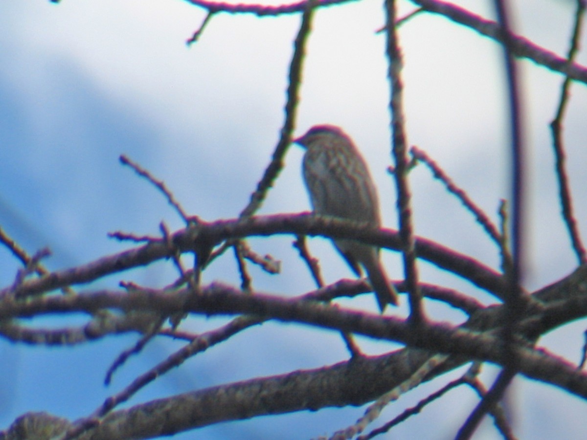 Purple Finch - ML558702511