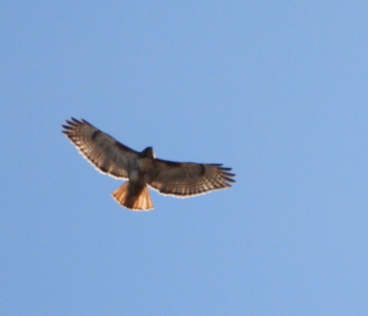 Red-tailed Hawk - ML558702521