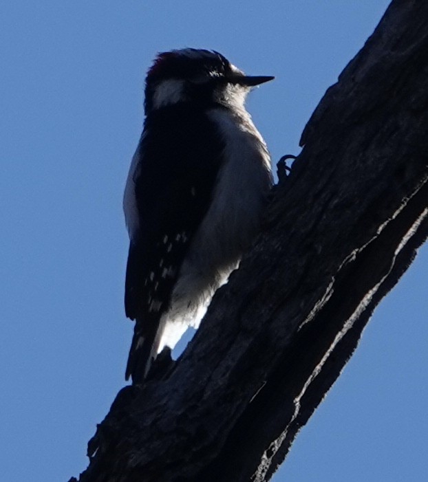 Downy Woodpecker - ML558702741