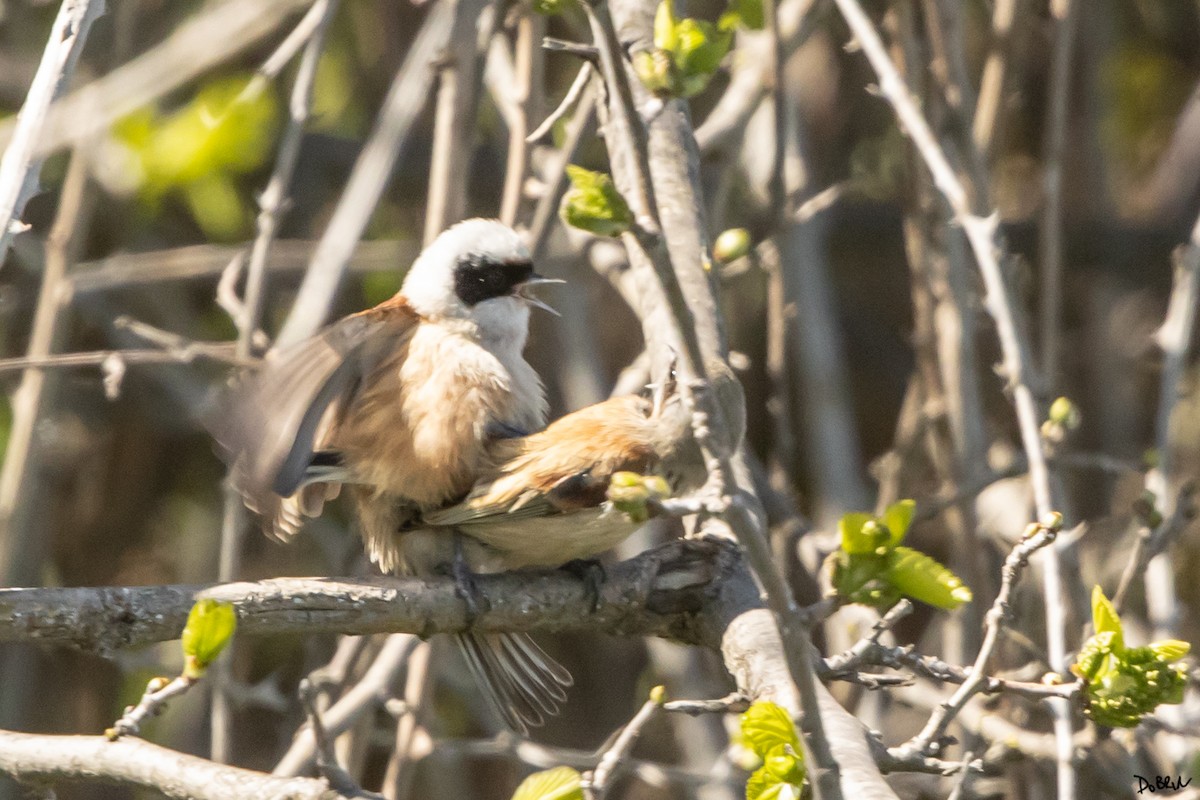 Eurasian Penduline-Tit - Dobrin Botev