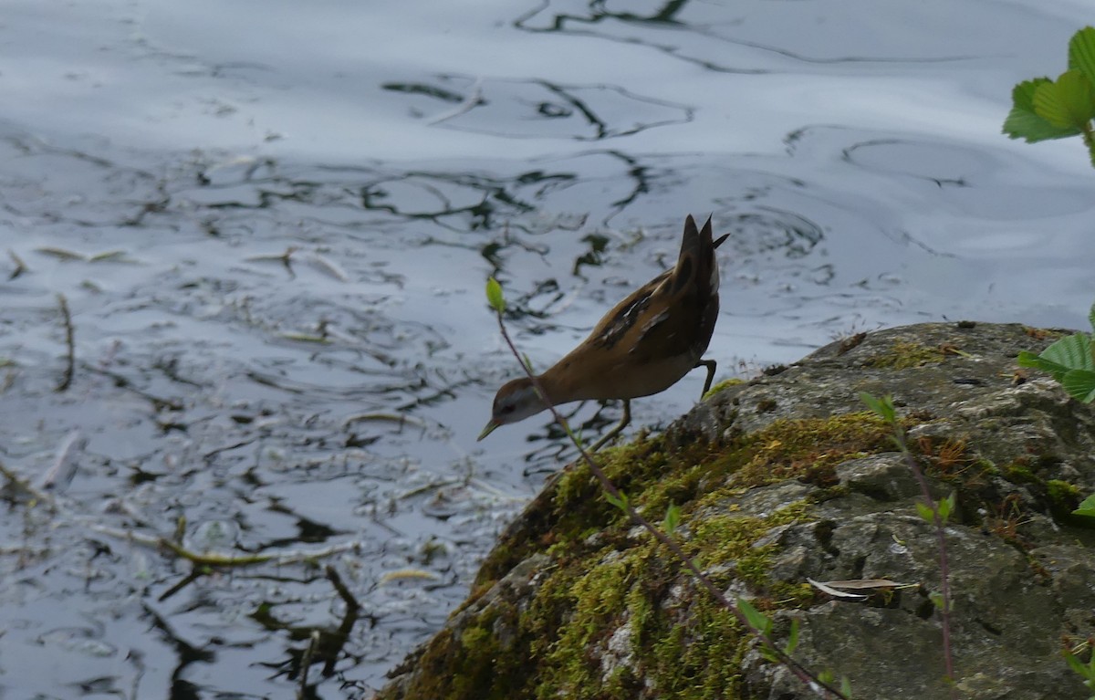 Little Crake - ML558704131