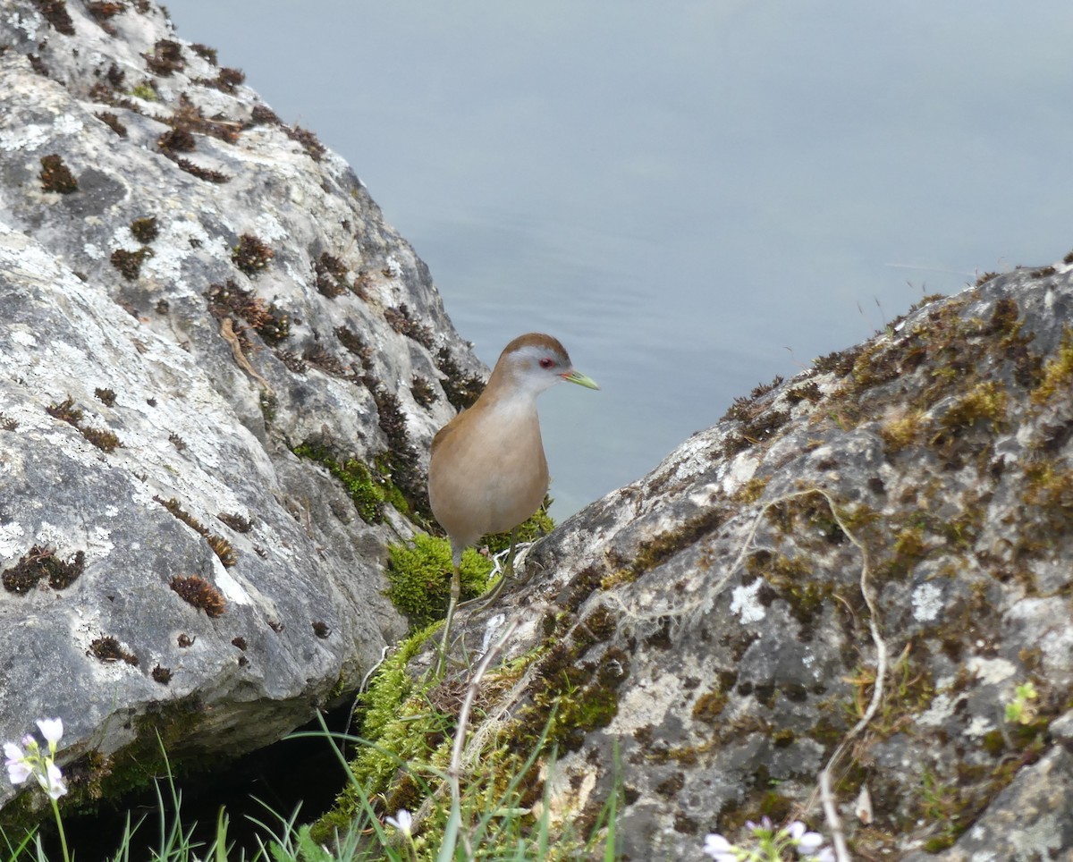 Little Crake - ML558704141