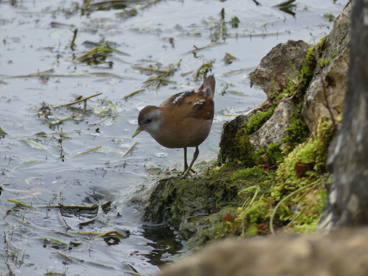 Little Crake - ML558704151