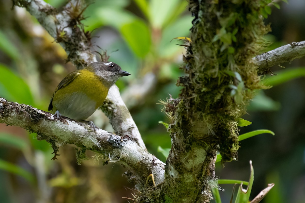 Clorospingo Común (grupo postocularis) - ML558705041