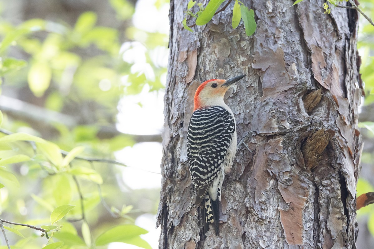 Red-bellied Woodpecker - ML558705131