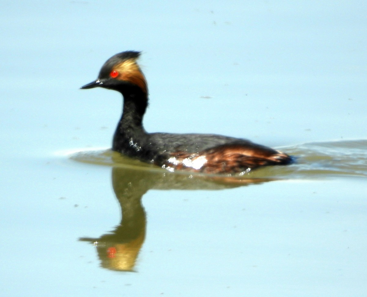 Халтар шунгуур - ML558705701