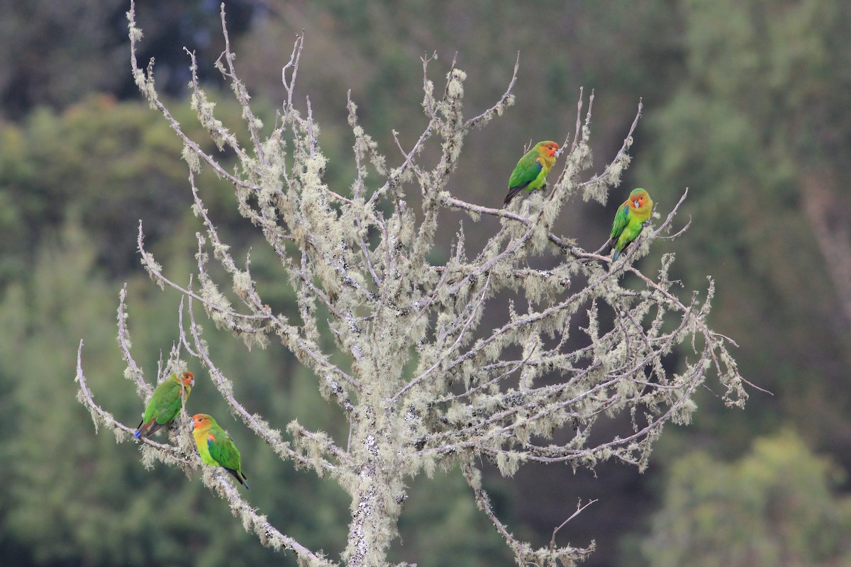 Rusty-faced Parrot - ML558706251