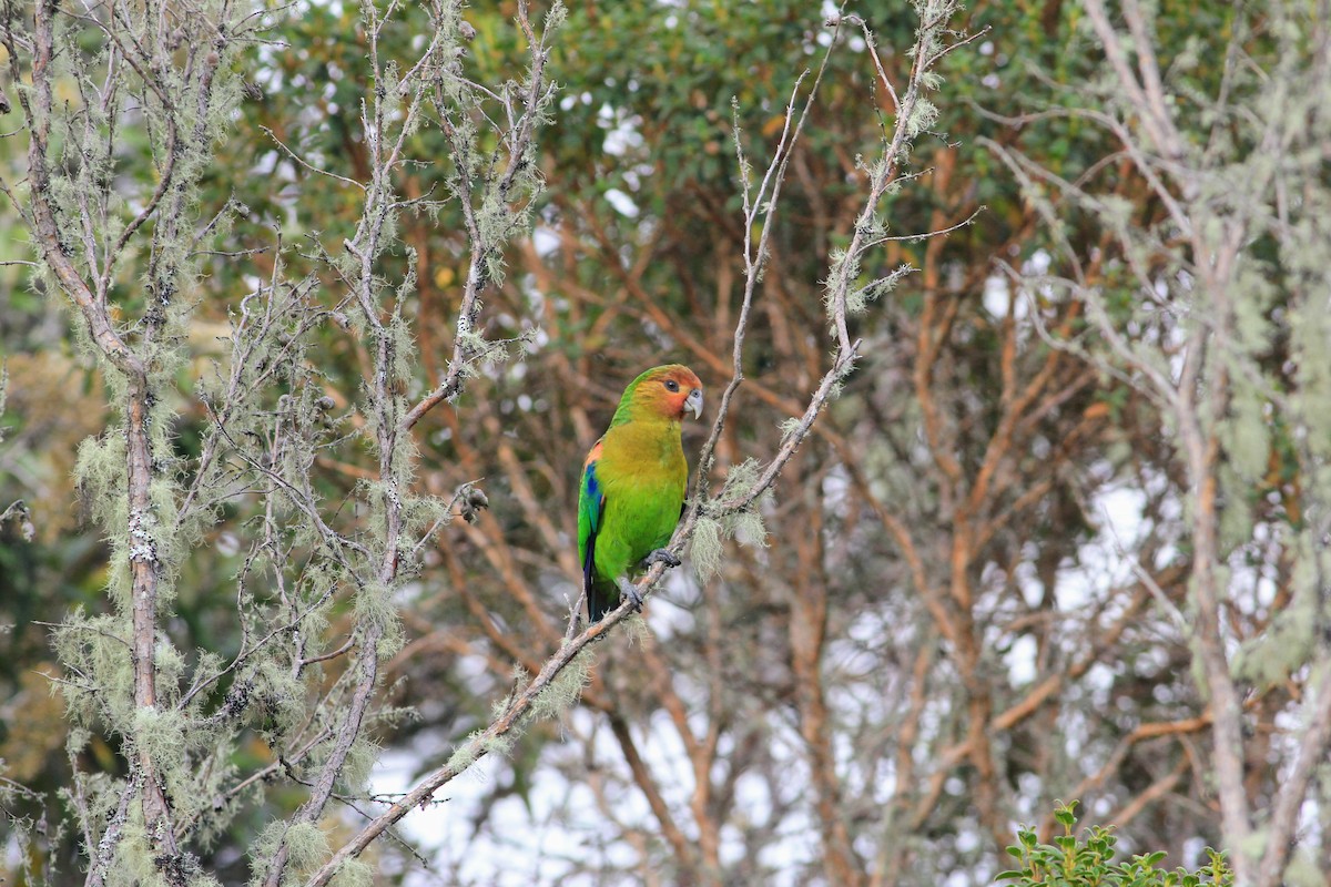 Rusty-faced Parrot - ML558706291