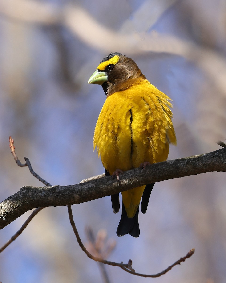 Evening Grosbeak - ML558706521