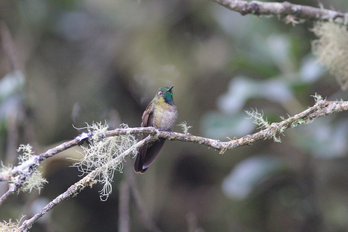 Tyrian Metaltail - Thad Roller