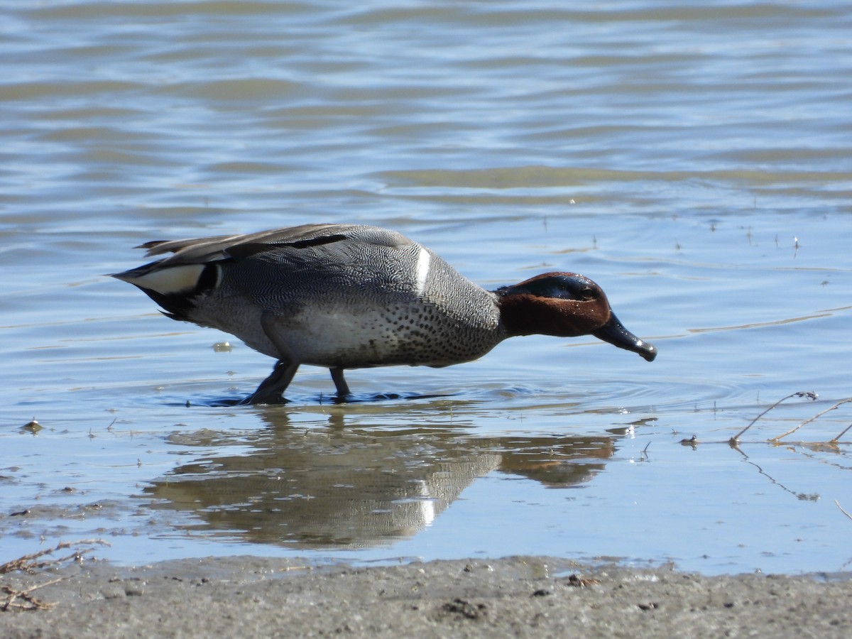 Green-winged Teal - ML558706651