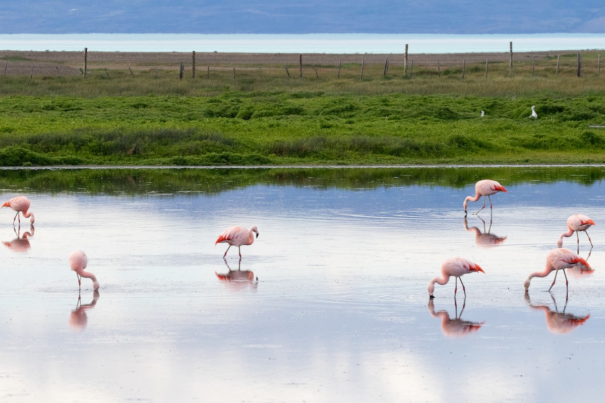 Chilean Flamingo - Sue Wright
