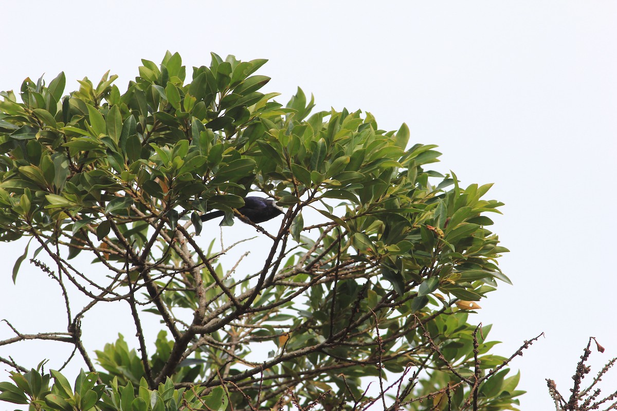 Capped Conebill - Thad Roller