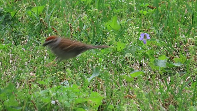 Chipping Sparrow - ML558708691