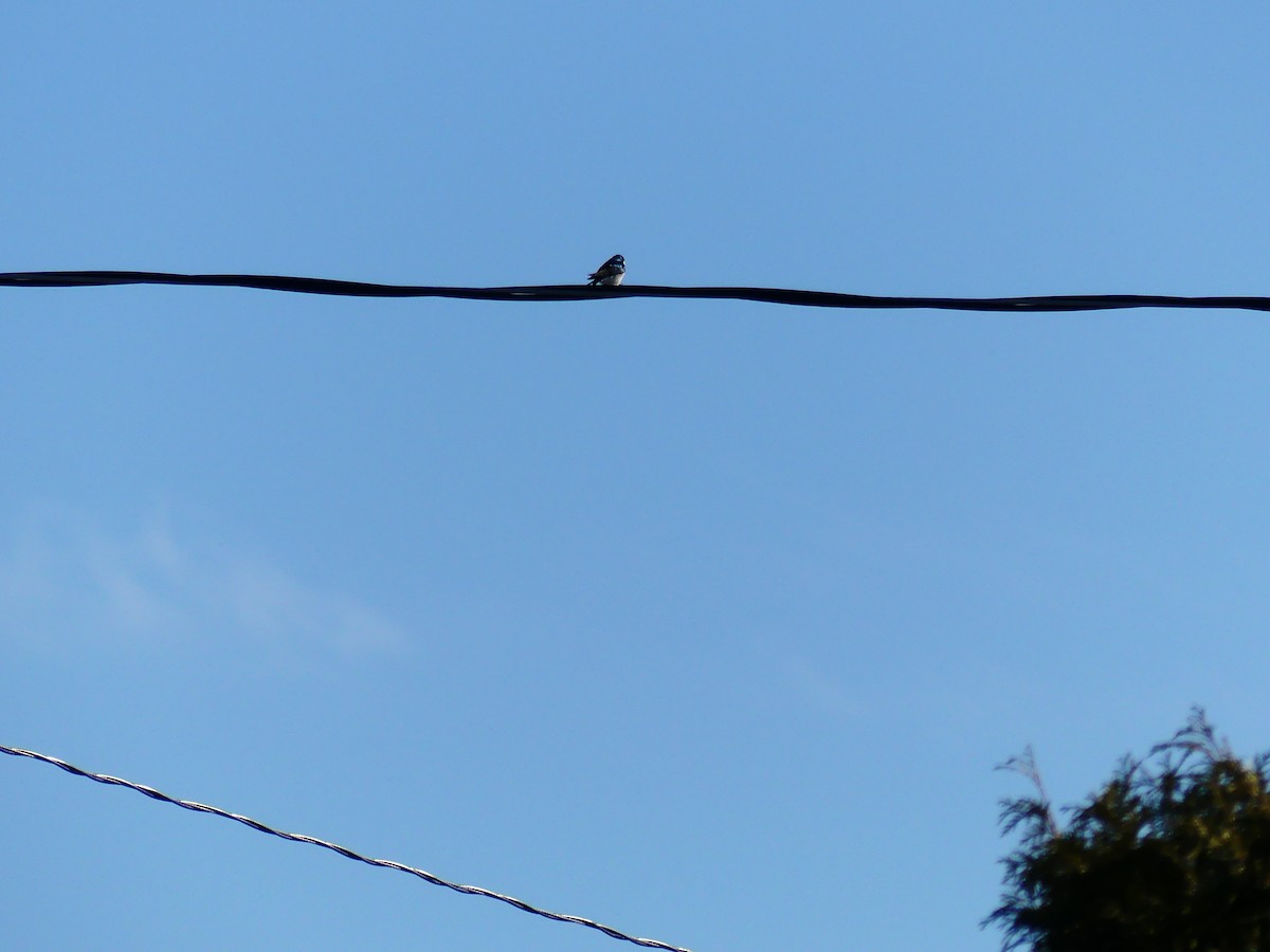 Golondrina Bicolor - ML558710371