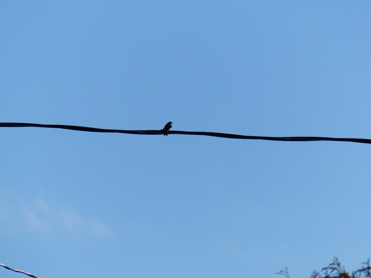 Golondrina Bicolor - ML558710381