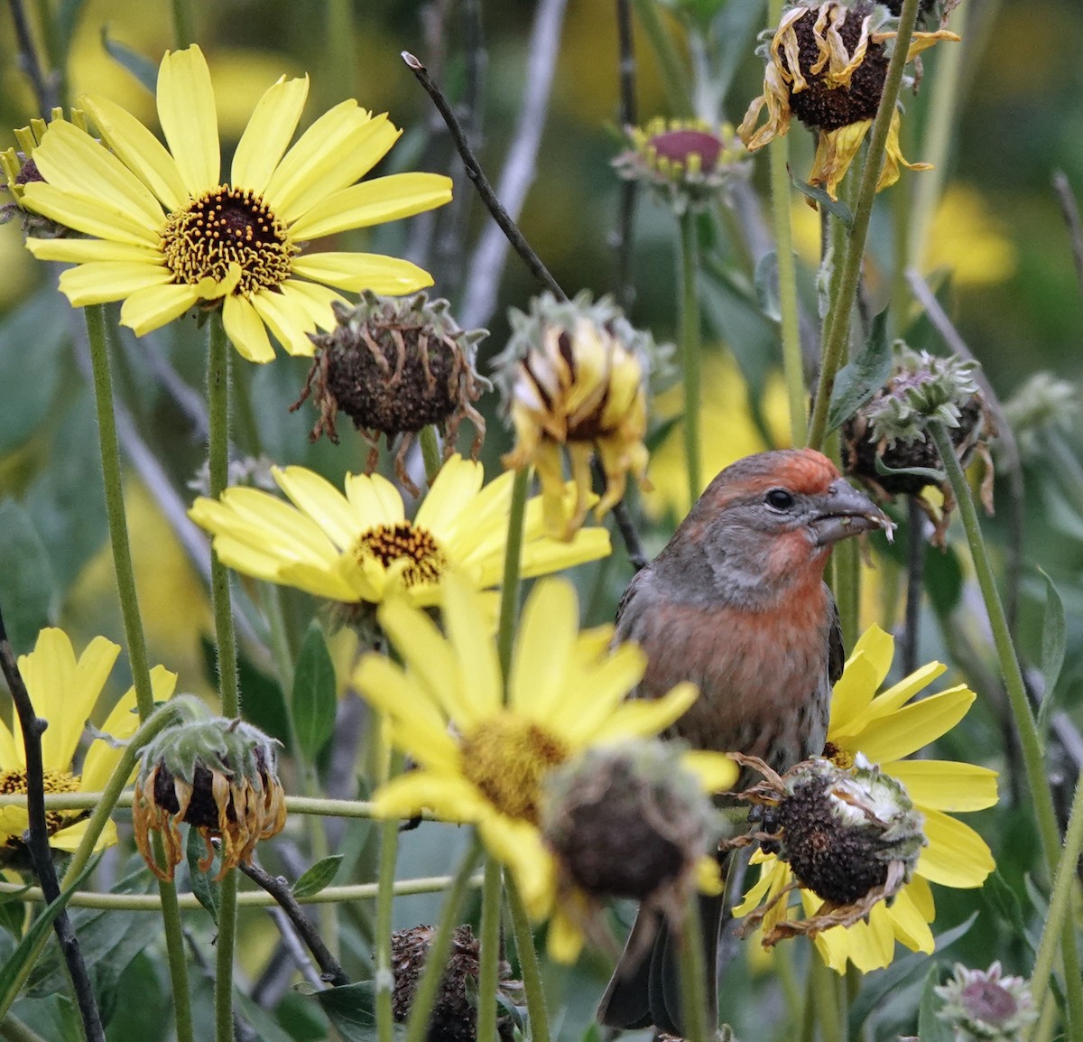 House Finch - Linda Thomas