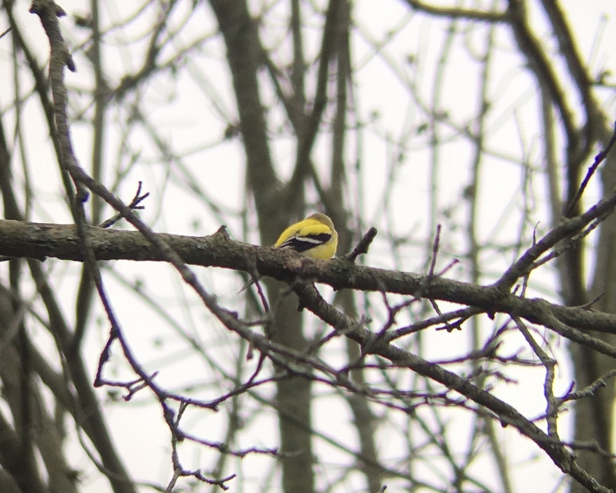 American Goldfinch - Jeremy Cushman