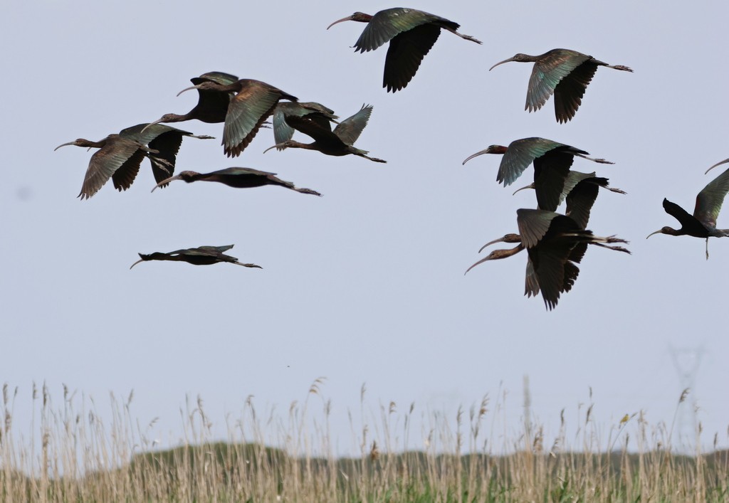 Glossy Ibis - ML558711081