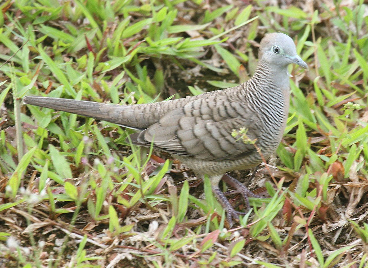 Zebra Dove - ML558711181